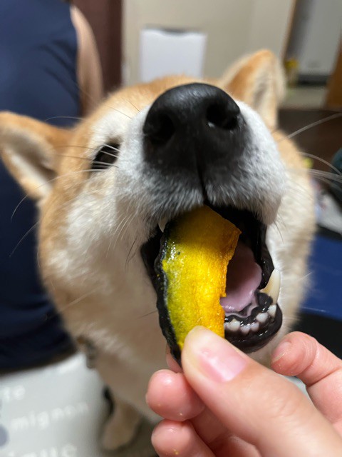 犬はけっこう芋、栗、かぼちゃが大好き : 柴犬どんぐり三毛猫たんぽぽ
