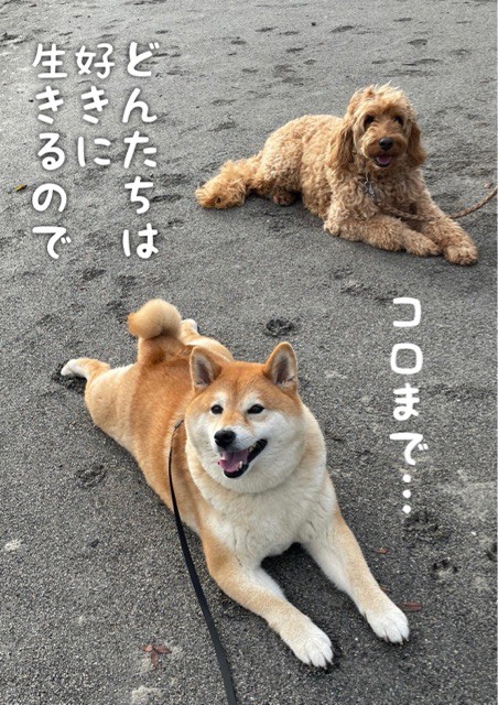 汚れた柴犬を洗ったらとんでもない事に 人間が犬に合わせる 柴犬どんぐり三毛猫たんぽぽ Powered By ライブドアブログ
