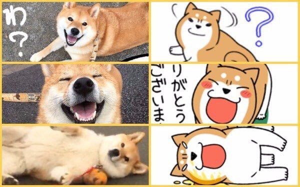 柴犬どんぐりlineスタンプ ブログ特集 柴犬どんぐり三毛猫たんぽぽ Powered By ライブドアブログ