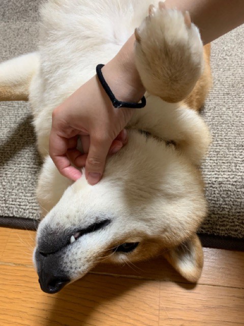 撫でると犬猫が喜ぶ場所とは ブログコメントで学んだこと 柴犬どんぐり三毛猫たんぽぽ Powered By ライブドアブログ