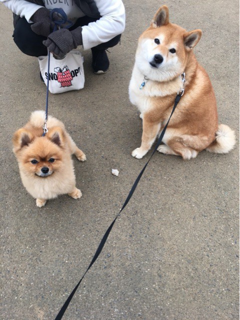 茶色の柴犬 ポメラニアンのトラウマ的存在となって距離を置かれる 柴犬どんぐり三毛猫たんぽぽ Powered By ライブドアブログ