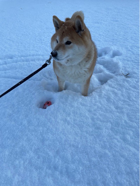 新雪を踏み荒らし 4wdなのに滑る柴犬 柴犬どんぐり三毛猫たんぽぽ Powered By ライブドアブログ