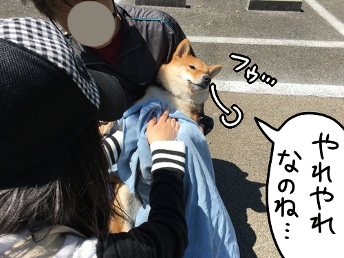 柴犬のイラッとする ため息 の理由 柴犬どんぐり三毛猫たんぽぽ Powered By ライブドアブログ