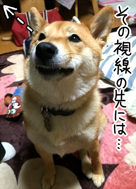 柴犬の好きな果物は そして ゴキゲン耳 が大好き 柴犬どんぐり三毛猫たんぽぽ Powered By ライブドアブログ