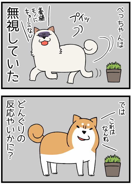 犬猫が食べたがる草 食べたい理由と気をつけること 柴犬どんぐり三毛猫たんぽぽ Powered By ライブドアブログ