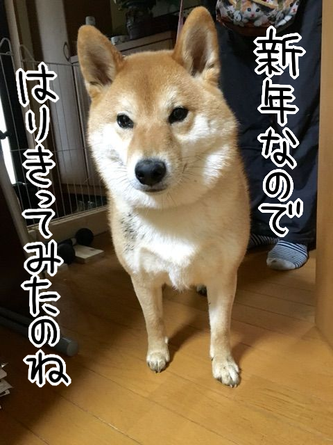 犬洗いの一部始終とハードボイルドどニキ : 柴犬どんぐり三毛猫