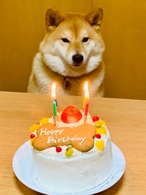 柴歴４年を迎えた柴犬 ごちそう ケーキ編 柴犬どんぐり三毛猫たんぽぽ Powered By ライブドアブログ