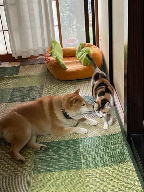 犬と猫 仲良くさせるにはどうしたら 柴犬どんぐり三毛猫たんぽぽ Powered By ライブドアブログ