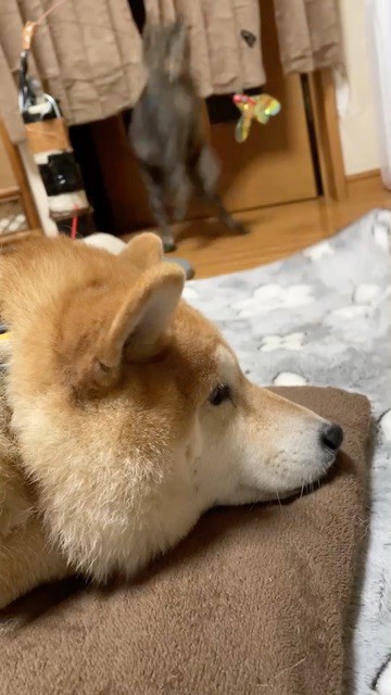 穏やかに寝ている柴犬の真横を駆け抜けていく影 : 柴犬どんぐり三毛猫