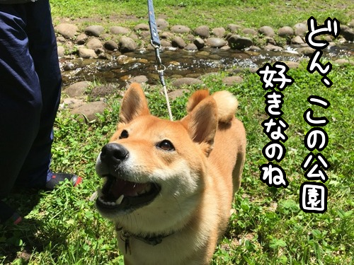 柴犬 生まれて初めての川遊びの反応は 柴犬どんぐり三毛猫たんぽぽ Powered By ライブドアブログ