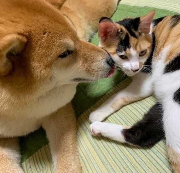 2023年、100の目標を考える : 柴犬どんぐり三毛猫たんぽぽ Powered by