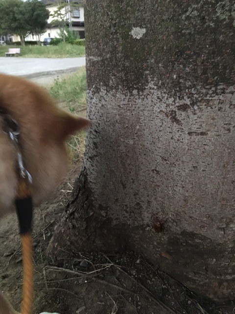 柴犬 セミの幼虫を観察する 柴犬どんぐり三毛猫たんぽぽ Powered By ライブドアブログ