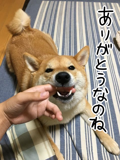 柴犬の面白いクセ いつまでチュパチュパしてくれるのか 柴犬どんぐり三毛猫たんぽぽ Powered By ライブドアブログ