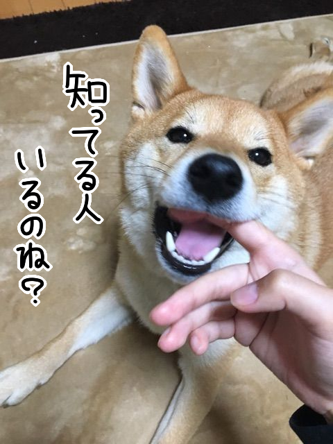 気まぐれ犬の 子犬の頃と変わらない甘え方 柴犬どんぐり三毛猫たんぽぽ Powered By ライブドアブログ