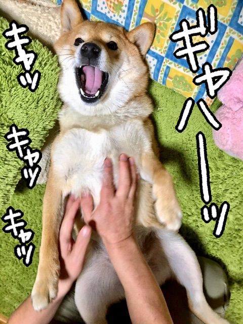 柴犬がテンション爆上げで喜ぶ遊び そしてすさまじい緩急 柴犬どんぐり三毛猫たんぽぽ Powered By ライブドアブログ 柴犬がテンション爆上げで喜ぶ遊び そしてすさまじい緩急 柴犬どんぐり三毛猫たんぽぽ Powered By ライブドアブログ