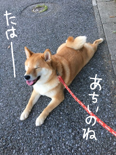 暑い夏、柴犬が見つけた散歩中の5つの涼み方 : 柴犬どんぐり三毛猫