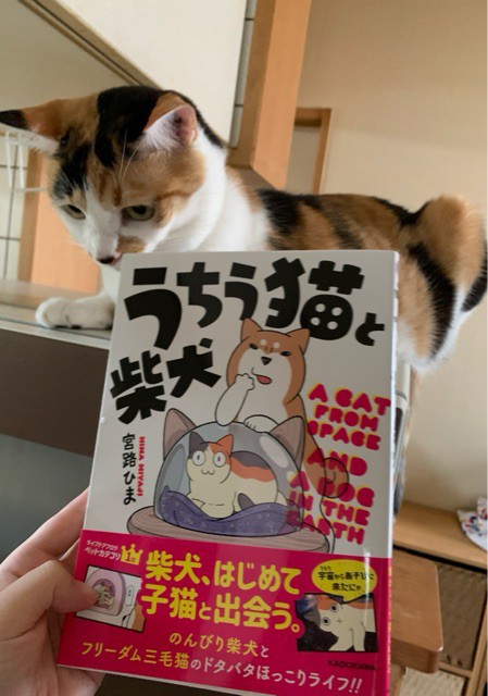 縁側にやってきて、庭でダラダラしていく柴犬 : 柴犬どんぐり三毛猫