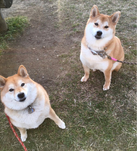 どんぐりとボス柴犬 太郎さんのかわいい共通点 : 柴犬どんぐり三毛猫