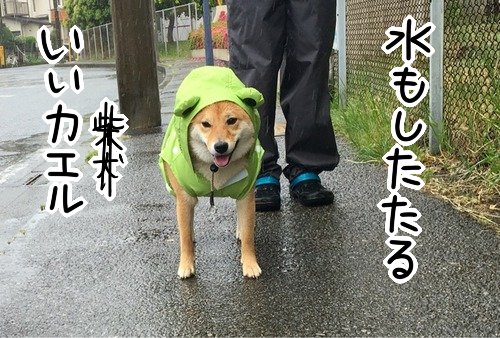 柴犬 雨を浴びてカエルになる 柴犬どんぐり三毛猫たんぽぽ Powered By ライブドアブログ