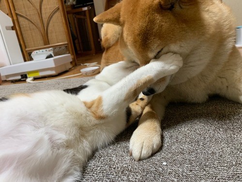 柴犬に激しい猫パンチをお見舞いする三毛猫 柴犬どんぐり三毛猫たんぽぽ Powered By ライブドアブログ