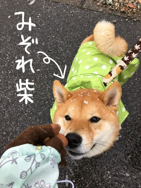 雪景色に爪痕残す子供と 足跡残す柴犬 柴犬どんぐり三毛猫たんぽぽ Powered By ライブドアブログ