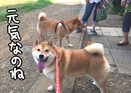 眉間にシワの心優しき茶色 空気の読めない茶色 柴犬どんぐり三毛猫たんぽぽ Powered By ライブドアブログ