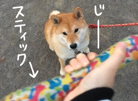 後輩柴犬におもちゃを見せびらかシバ 柴犬どんぐり三毛猫たんぽぽ Powered By ライブドアブログ