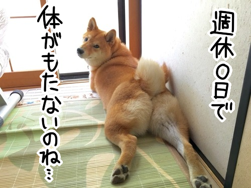 柴犬 オキテ破りの障子破り その方法は 柴犬どんぐり三毛猫たんぽぽ Powered By ライブドアブログ