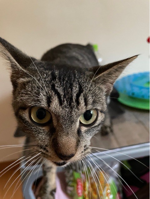 ワイルド系に見える柄の猫だけど、実際は… : 柴犬どんぐり三毛猫