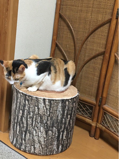 ドッグラン配信動画＆奇跡の「無駄になるものが1つもない」家 : 柴犬