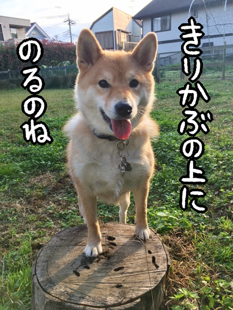 やりたいことだけやって生きるのね いつでも我が道を行く柴犬 柴犬どんぐり三毛猫たんぽぽ Powered By ライブドアブログ