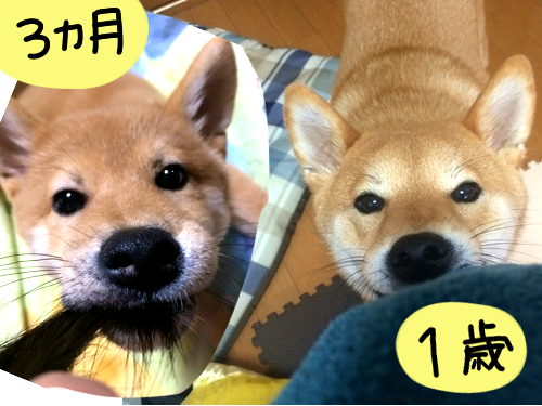 柴犬、生後3ヶ月と1歳の比較。面影をさがせ！ : 柴犬どんぐり三毛猫