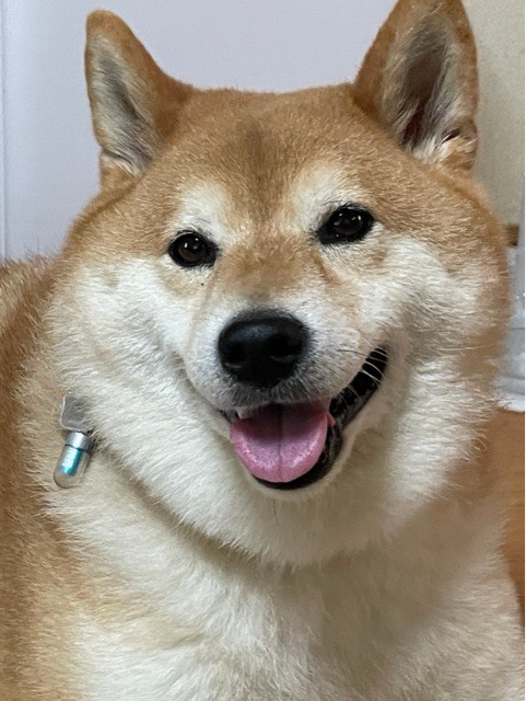 縁側にやってきて、庭でダラダラしていく柴犬 : 柴犬どんぐり三毛猫