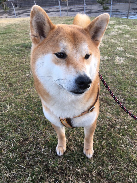 見れたらラッキー ユニゾンで歌う柴犬たちと見守る柴犬 柴犬どんぐり三毛猫たんぽぽ Powered By ライブドアブログ