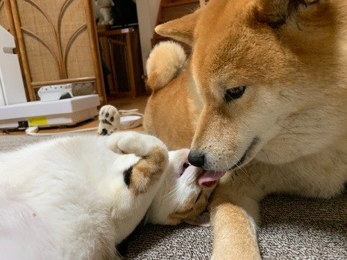 柴犬に激しい猫パンチをお見舞いする三毛猫 柴犬どんぐり三毛猫たんぽぽ Powered By ライブドアブログ