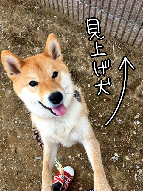 たまには犬を下から見上げてみよう ただしひとつ問題が 柴犬どんぐり三毛猫たんぽぽ Powered By ライブドアブログ