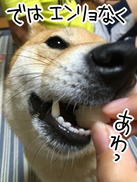 秋の味覚 梨が美味しすぎて無我 とろける柴犬 柴犬どんぐり三毛猫たんぽぽ Powered By ライブドアブログ