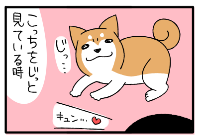 犬のひたむきな愛情に気付く瞬間 柴犬どんぐり三毛猫たんぽぽ Powered By ライブドアブログ