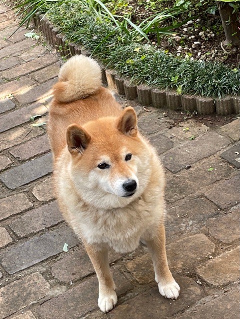 換毛期の柴犬はナイーブなので気分転換が必要 : 柴犬どんぐり三毛猫