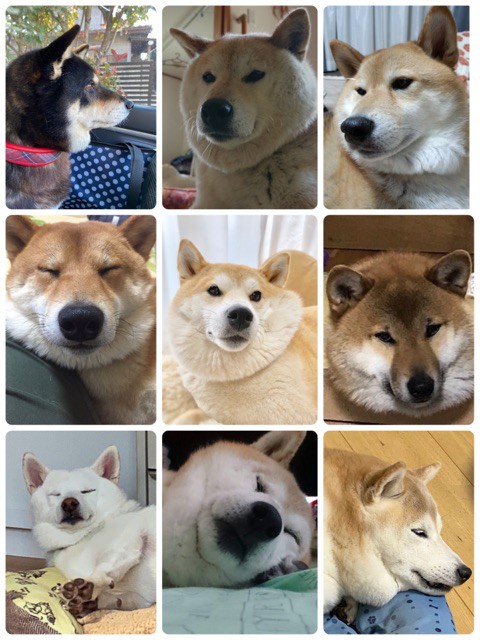 開催！『首に謎モチモチを持つ柴犬展覧会』 : 柴犬どんぐり三毛猫