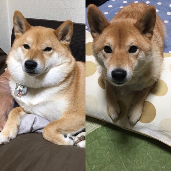 夏毛と冬毛で目の錯覚を起こす柴犬 : 柴犬どんぐり三毛猫たんぽぽ