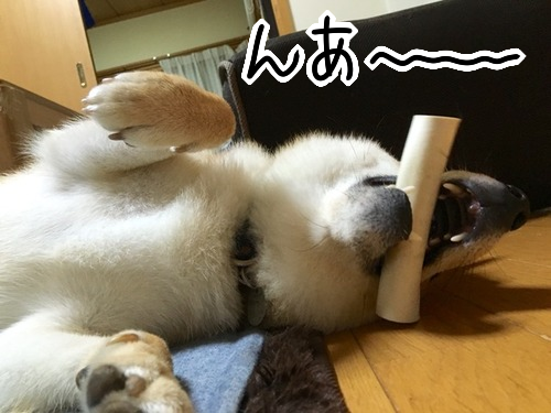 猫にまたたび 犬には 鹿角 柴犬どんぐり三毛猫たんぽぽ Powered By ライブドアブログ