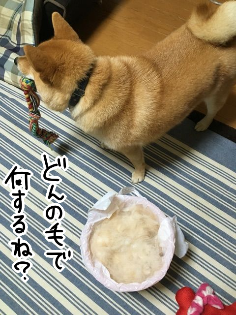 柴犬を飼うならアレだけは覚悟せよ 柴犬どんぐり三毛猫たんぽぽ Powered By ライブドアブログ