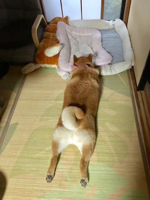 ぬいぐるみと寝姿がそっくりになっていく柴犬 柴犬どんぐり三毛猫たんぽぽ Powered By ライブドアブログ