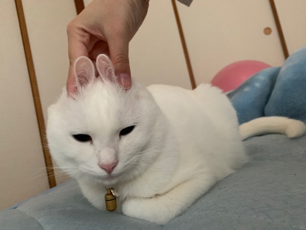 うさぎ年だからこそ見てほしい白猫の一発芸 : 柴犬どんぐり三毛猫