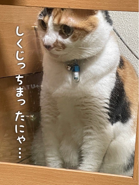 伏見稲荷に呼ばれた柴犬&セルフ囚われの猫 : 柴犬どんぐり三毛猫 伏見稲荷に呼ばれた柴犬&セルフ囚われの猫 : 柴犬どんぐり三毛猫