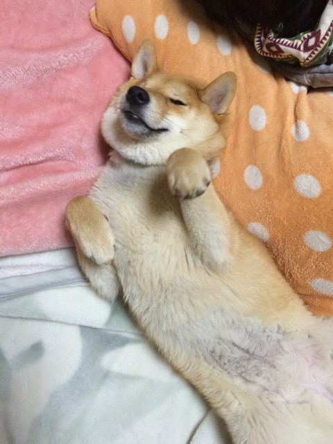 抱っこされて膝でむにゃむにゃ寝ちゃう柴犬 柴犬どんぐり三毛猫たんぽぽ Powered By ライブドアブログ