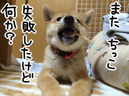 子犬がフカフカでおしっこ どうすればいいの 柴犬どんぐり三毛猫たんぽぽ Powered By ライブドアブログ