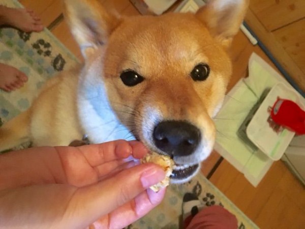 初めて犬用のハンバーグを作ってみた どんぐりの反応は 柴犬どんぐり三毛猫たんぽぽ Powered By ライブドアブログ