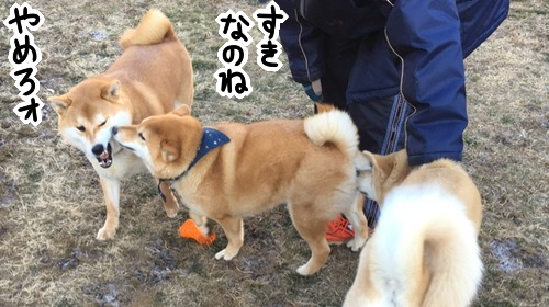 クールなボス柴犬の可愛すぎるギャップ 追記あり 柴犬どんぐり三毛猫たんぽぽ Powered By ライブドアブログ